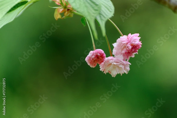 Obraz 見頃を迎えた剣折戸菊桜