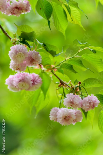 Obraz 見頃を迎えた剣折戸菊桜