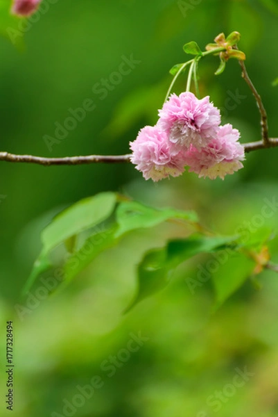Obraz 新緑と満開の剣折戸菊桜