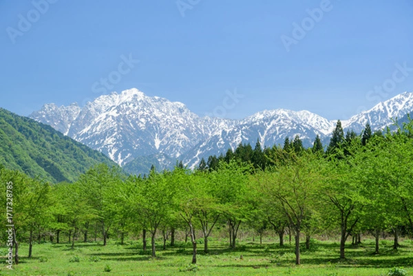 Obraz 剣岳と新緑のいおり桜