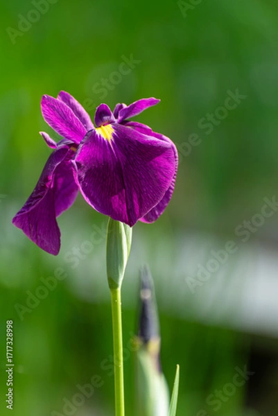 Obraz 晴れた日の花菖蒲