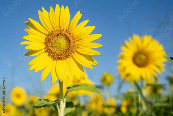 Obraz 暑い日のひまわり畑