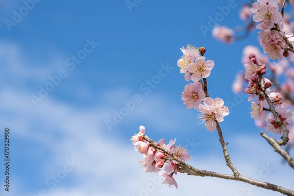 Obraz 青空と高岡古城公園の梅の花