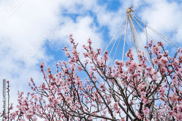 Obraz 青空と見頃の梅の花