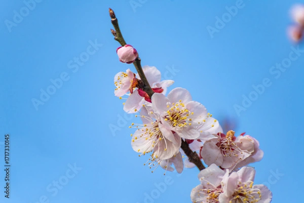Obraz 青空と見頃の梅の花