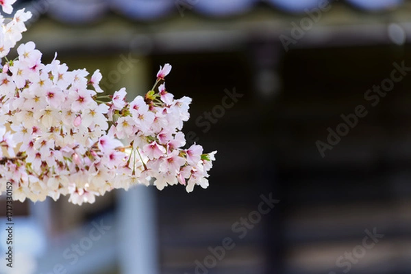 Obraz 満開の中島閘門の桜