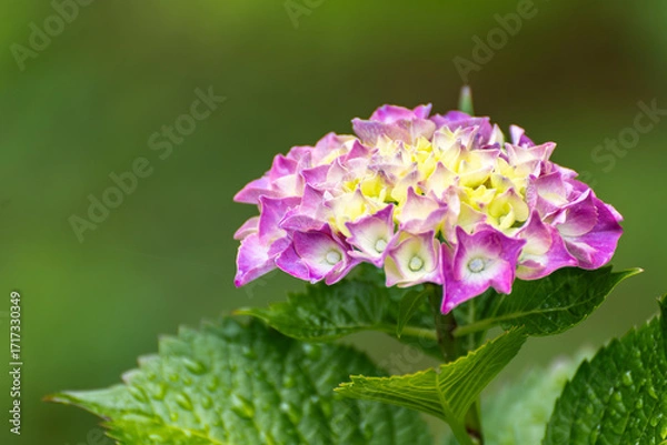 Obraz 赤紫色に色づき始めた紫陽花