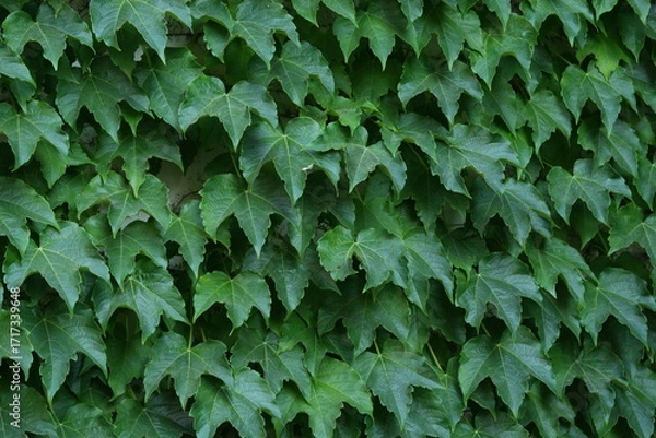 Fototapeta Green ivy wall background – dense foliage texture close up, natural climbing plant leaves covering surface, eco decorative pattern for design, gardening, landscaping, environment and nature concepts