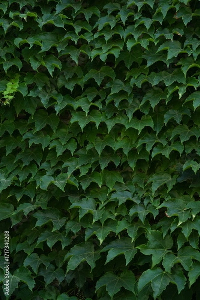 Fototapeta Green ivy wall background – dense foliage texture close up, natural climbing plant leaves covering surface, eco decorative pattern for design, gardening, landscaping, environment and nature concepts