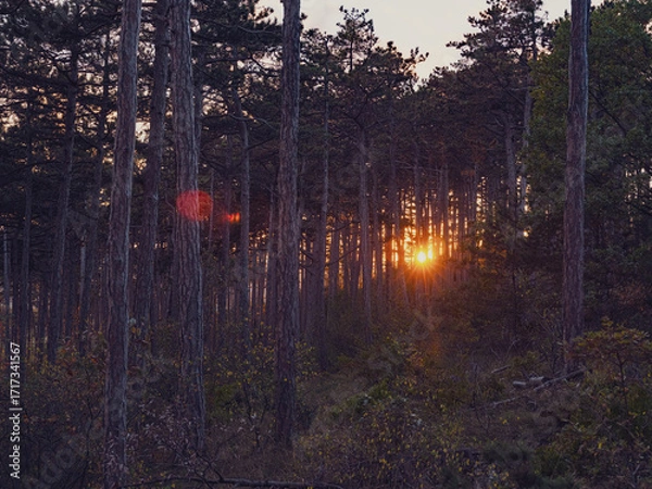 Fototapeta sunset in the forest