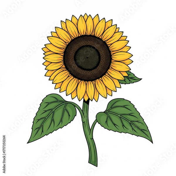 Obraz flower, design, drawing, illustration, background, floral, sunflower, blossom, art, vector, nature, plant, summer, botanical, garden, isolated, card, green, yellow, leaf, graphic, flora, element, 