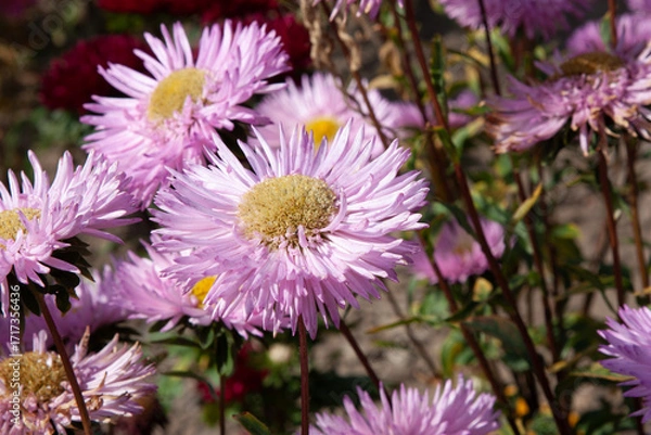 Fototapeta Pink autumn flower background. Beautiful fluffy aster flowers. Aster flower in autumn garden close up for background, post, screensaver, wallpaper, postcard, banner, cover, website