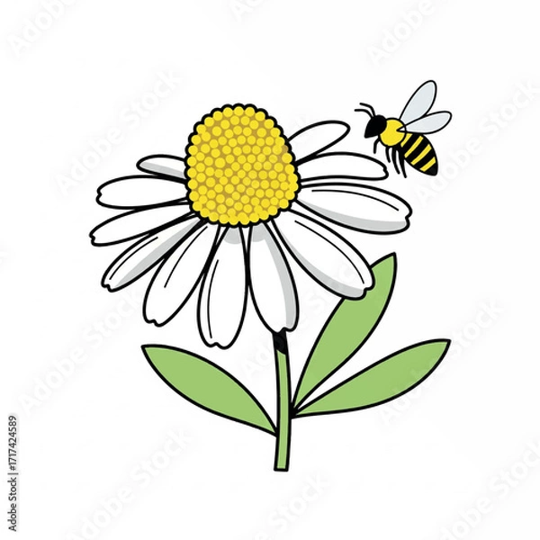 Obraz illustration, chamomile, floral, vector, drawing, flower, botanical, plant, isolated, design, camomile, blossom, daisy, bloom, spring, summer, background, sketch, element, decoration, leaf, herb, 
