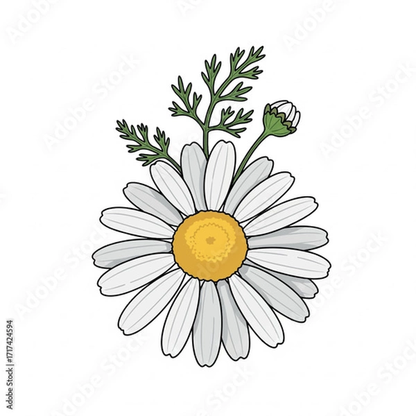 Obraz illustration, chamomile, floral, vector, drawing, flower, botanical, plant, isolated, design, camomile, blossom, daisy, bloom, spring, summer, background, sketch, element, decoration, leaf, herb, 