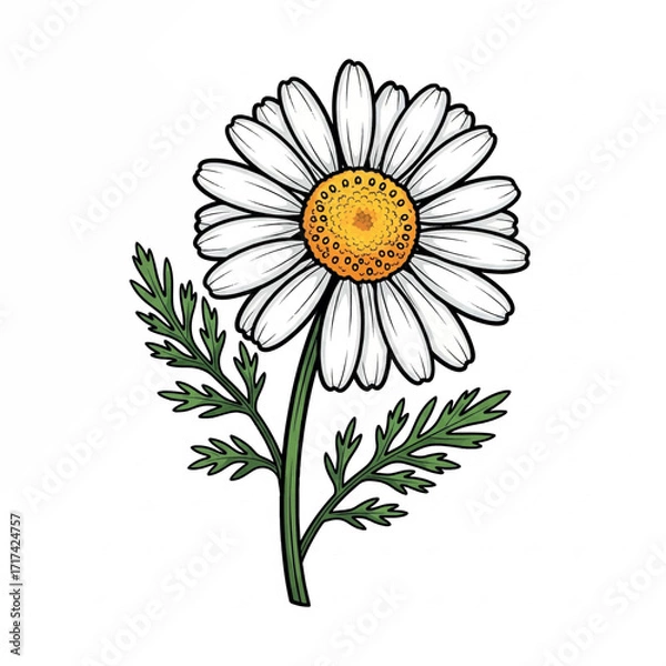 Obraz illustration, chamomile, floral, vector, drawing, flower, botanical, plant, isolated, design, camomile, blossom, daisy, bloom, spring, summer, background, sketch, element, decoration, leaf, herb, 