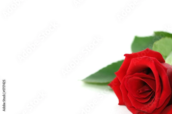 Fototapeta red rose