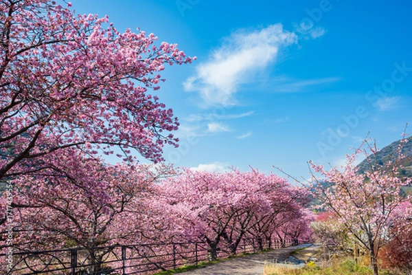 Obraz 伊豆の河津桜並木、早春の絶景