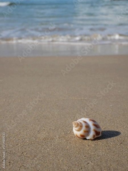 Obraz seashell on the beach
