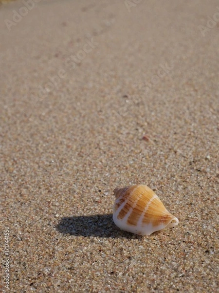 Obraz shell on the sand