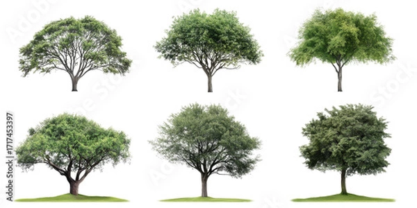 Obraz Collection of Green Trees Isolated on White Background
