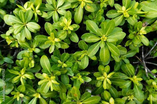 Obraz green leaves background