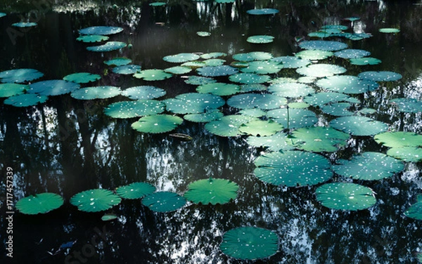 Fototapeta lotus leaf in the pond