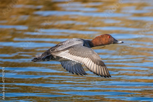 Fototapeta 羽ばたくヒドリガモ