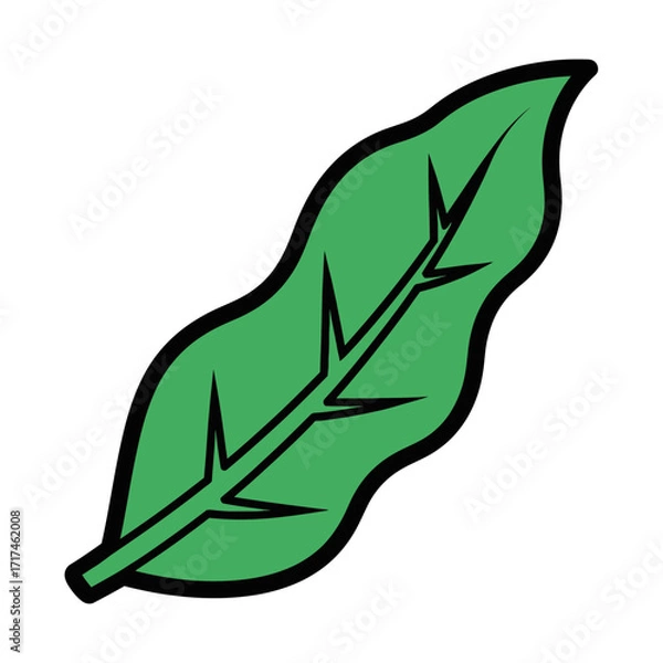 Fototapeta A single green leaf with veins and a black outline on white.