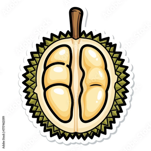 Fototapeta Cut durian fruit illustration showing segments and spiky outer shell on white.