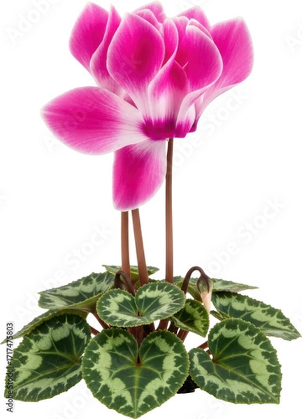 Fototapeta Vibrant pink cyclamen flower with patterned green leaves isolated on black