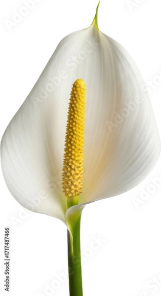 Fototapeta Elegant white peace lily flower with vibrant yellow spadix a symbol of purity and peace
