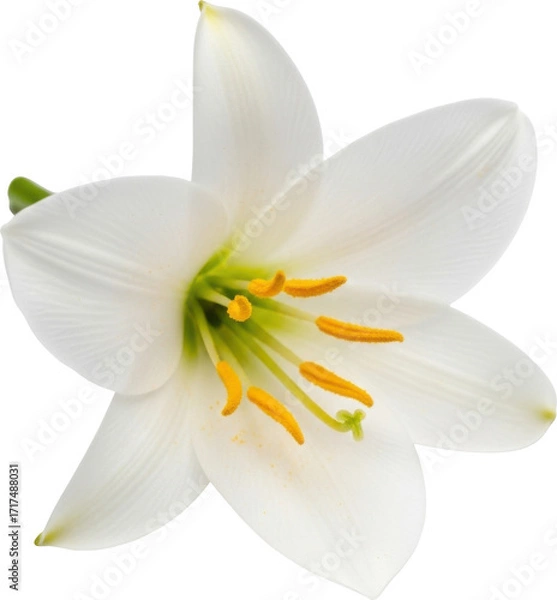 Fototapeta Delicate white easter lily flower with yellow stamens isolated on black