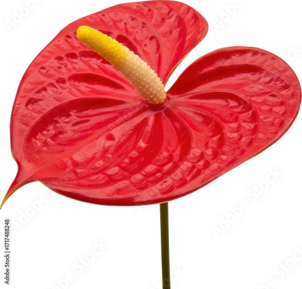 Fototapeta Vibrant red anthurium flower blooming with yellow spadix and green stem detailed close-up