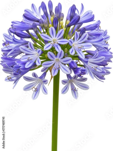 Fototapeta Stunning close-up of a vibrant blue agapanthus flower with delicate white stripes