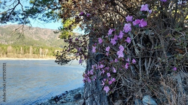 Fototapeta Altai landscape with Rhododendron dauricum flowers on foreground, spruce and river Katun on middleground
