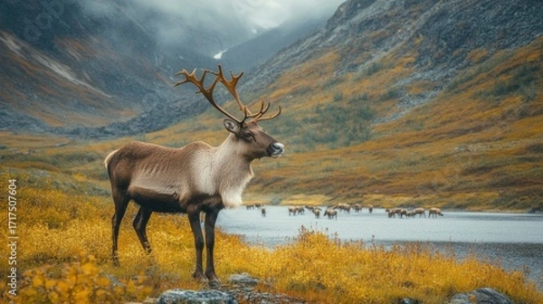 Obraz Reindeer Herd Moving Through Mountain Valley Landscape