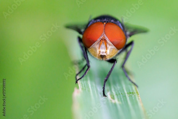 Obraz Oriental Latrine Fly extreme portrait