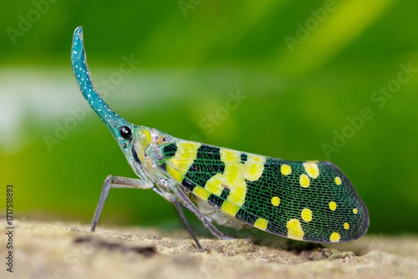 Obraz Green Snout Lanternfly standing on a tree trunk