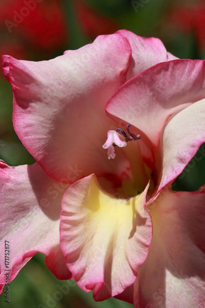 Obraz Gladiolus