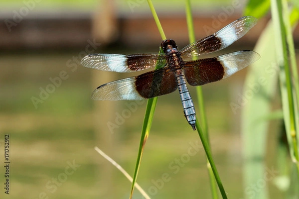 Obraz Macro Dragonfly