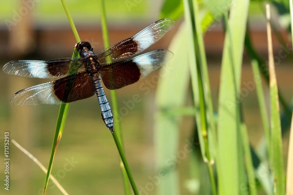 Obraz Macro Dragonfly