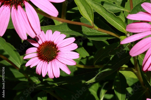 Obraz Pink Coneflower