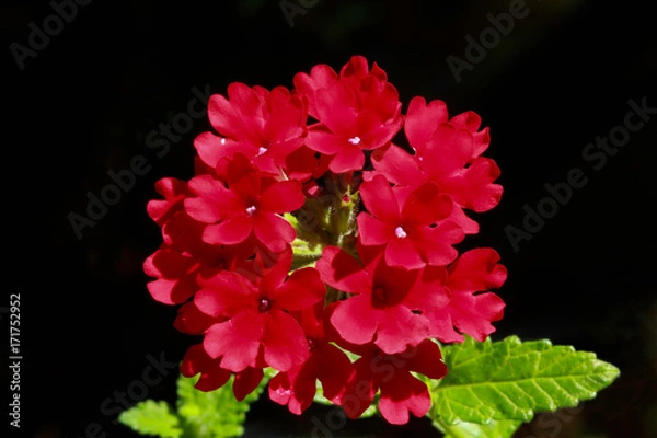 Obraz Royal Red Verbena