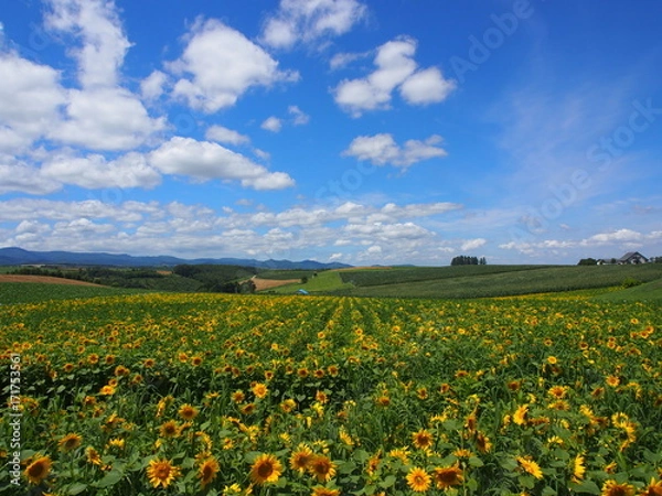 Fototapeta 美瑛のひまわり