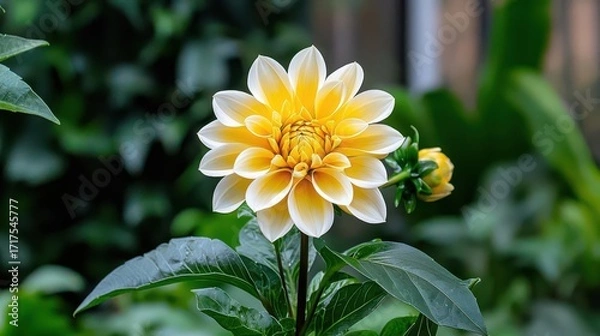 Fototapeta Vibrant yellow dahlia flower in full bloom, showcasing its intricate petals and lush green leaves in a serene garden setting.