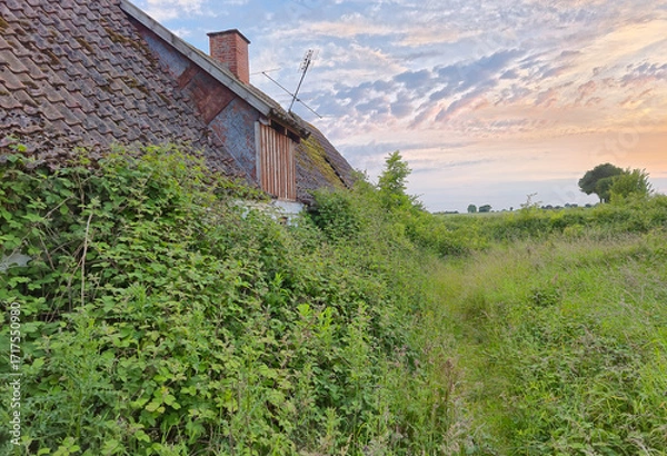 Fototapeta Very old dilapidated Danish farm house abandoned many years ago in the green countryside on a summer evening
