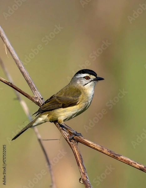 Fototapeta Small Bird Perched on Branch.