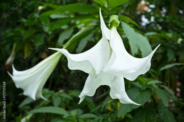 Obraz White datura in rainforest