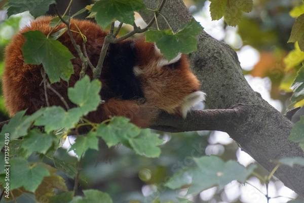 Obraz Red Panda sleeping on a tree
