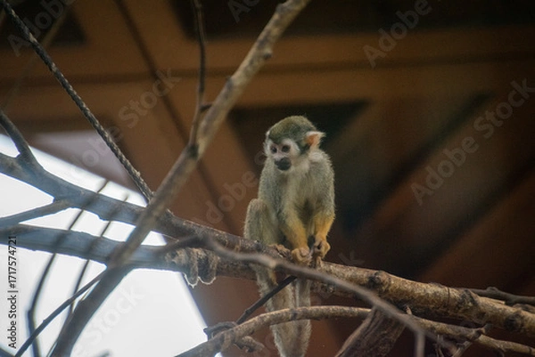 Obraz Squirrel Monkey on a tree - Cose up